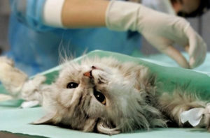 стерилизация кошки в ветклинике