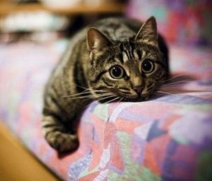 полосатая кошка лежит на диване