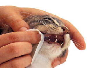 уход за зубами кошки
