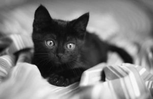 черный котенок на одеяле