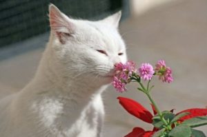 кошка нюхает цветок