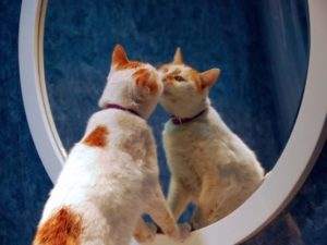 кошка нюхает зеркало