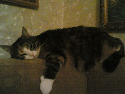 кот спит на спинке дивана