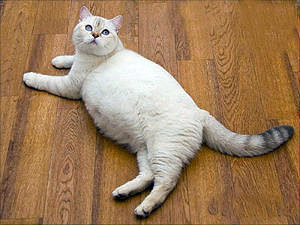 беременная кошка лежит на полу