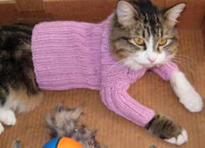 вязаный свитер для кота