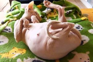 беременная кошка породы сфинкс