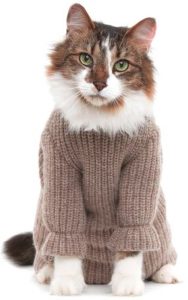котик в вязаной кофточке