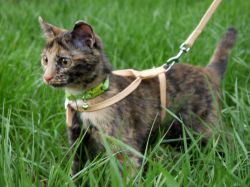кошка в траве с поводком