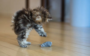 котенок играет с игрушкой мышкой