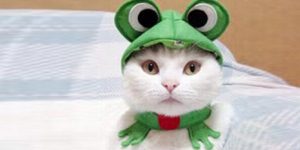шапка лягушка для кошки