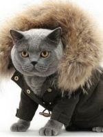 британский кот в куртке