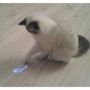кошка играет с лазером