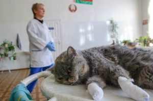 кошка после операции удаления когтей