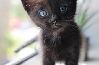 kitty-black
