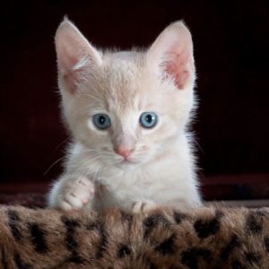 white-kitten