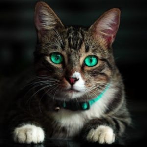 cat-with-green-yeas